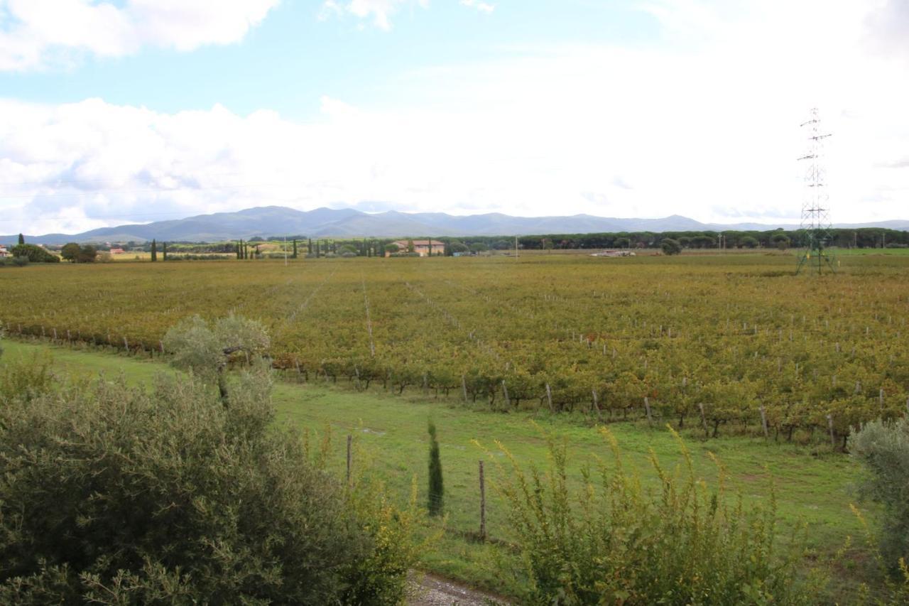 Podere Campo Alle Serpi Bibbona Eksteriør billede