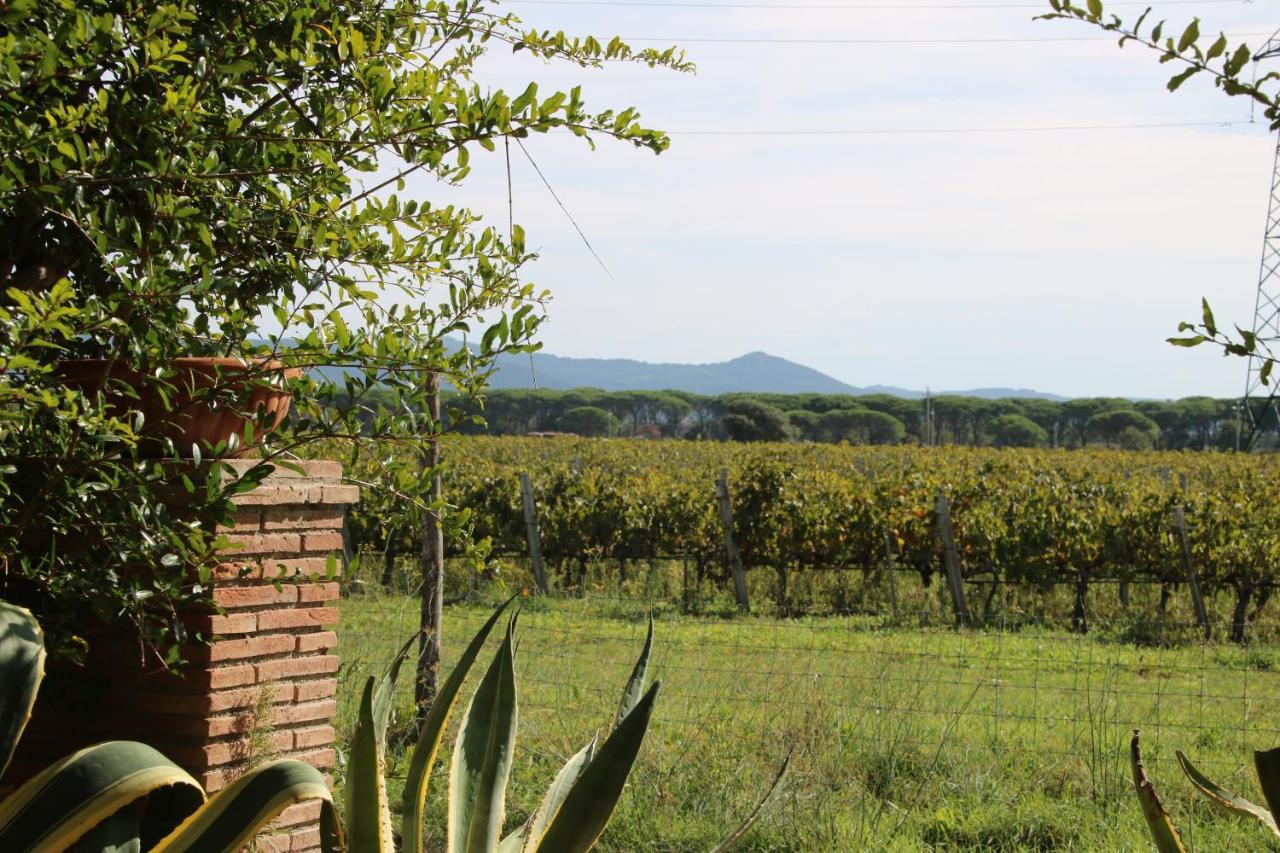 Podere Campo Alle Serpi Bibbona Eksteriør billede