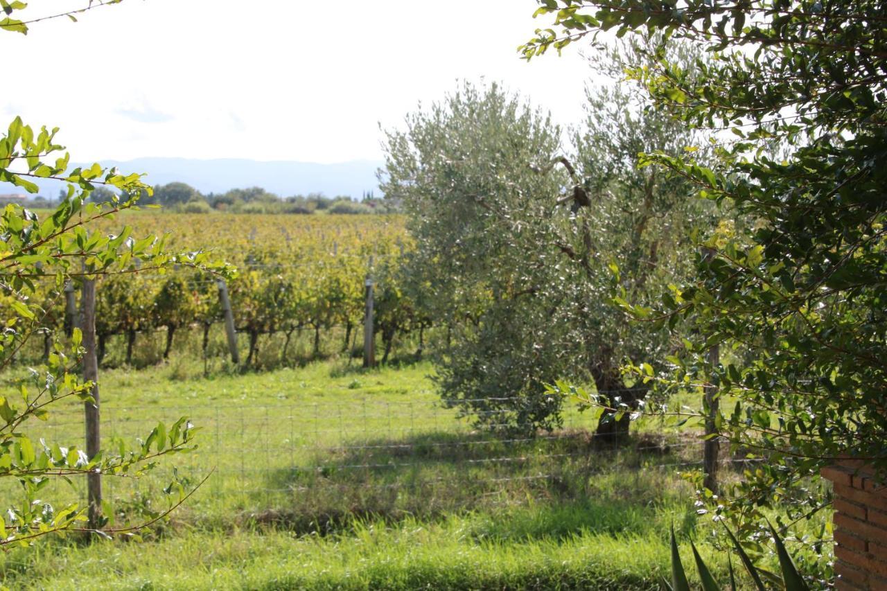 Podere Campo Alle Serpi Bibbona Eksteriør billede