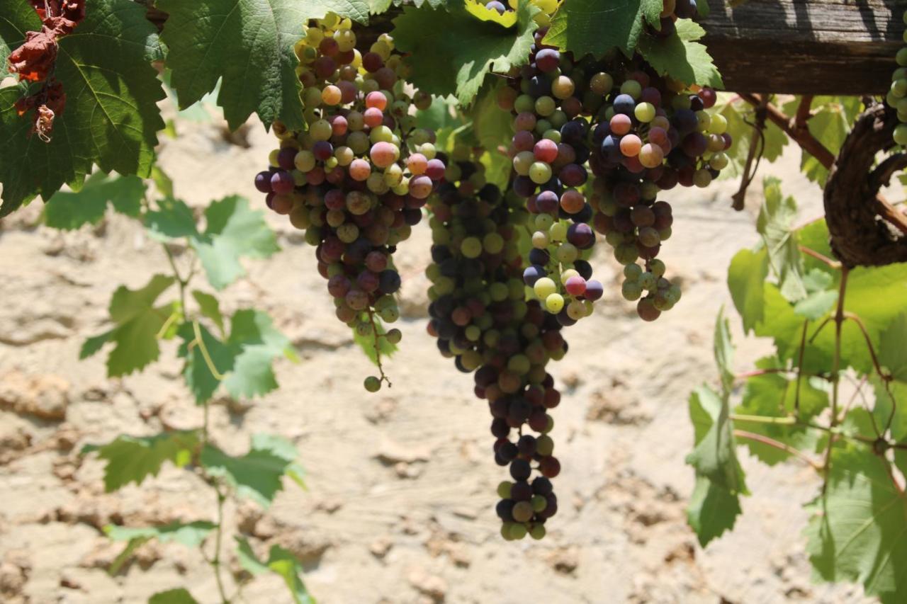 Podere Campo Alle Serpi Bibbona Eksteriør billede