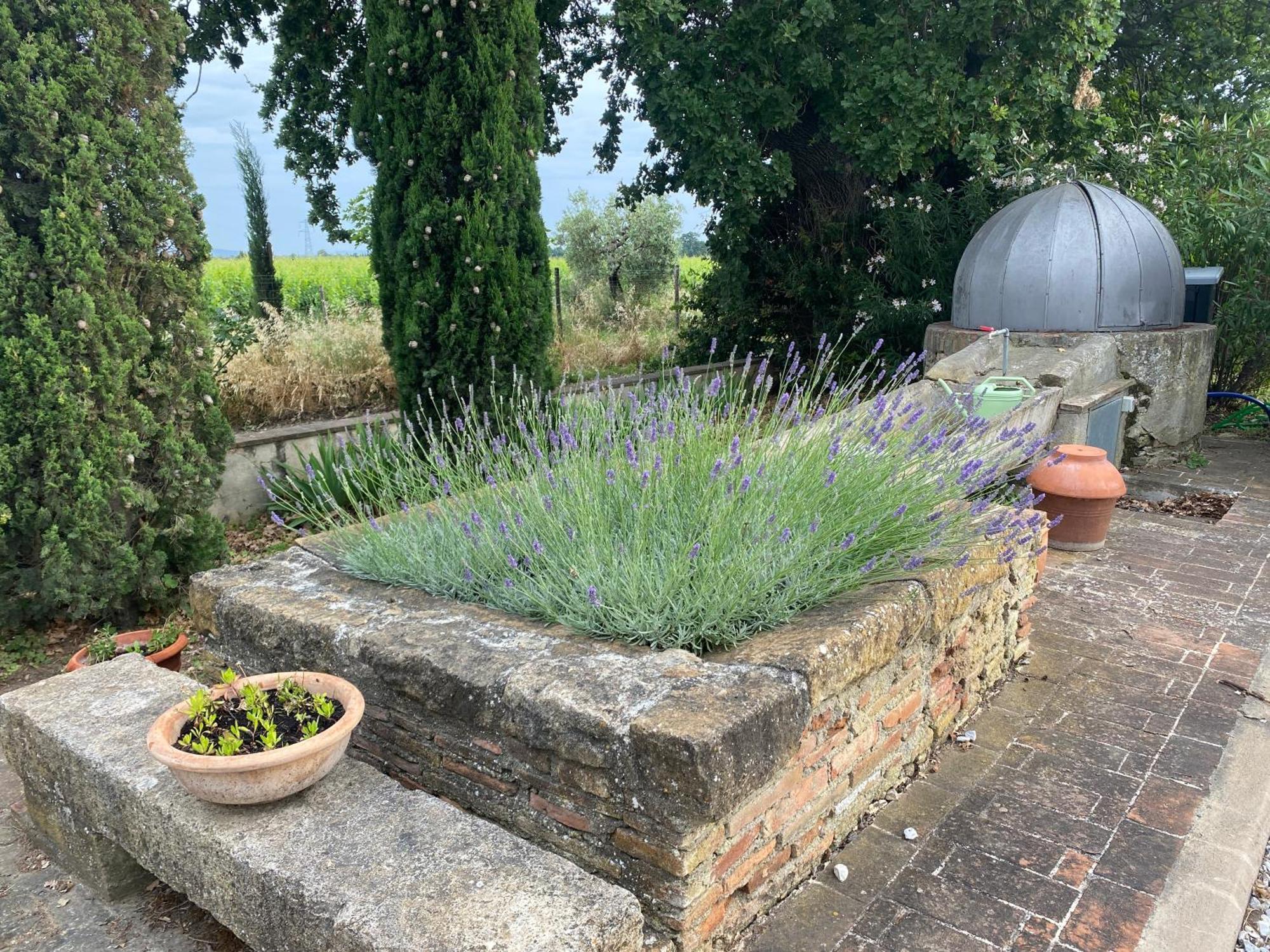 Podere Campo Alle Serpi Bibbona Eksteriør billede